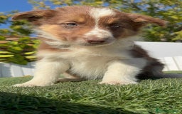 Border Collie perros en venta: BORDER COLLIE - Anuncio 16