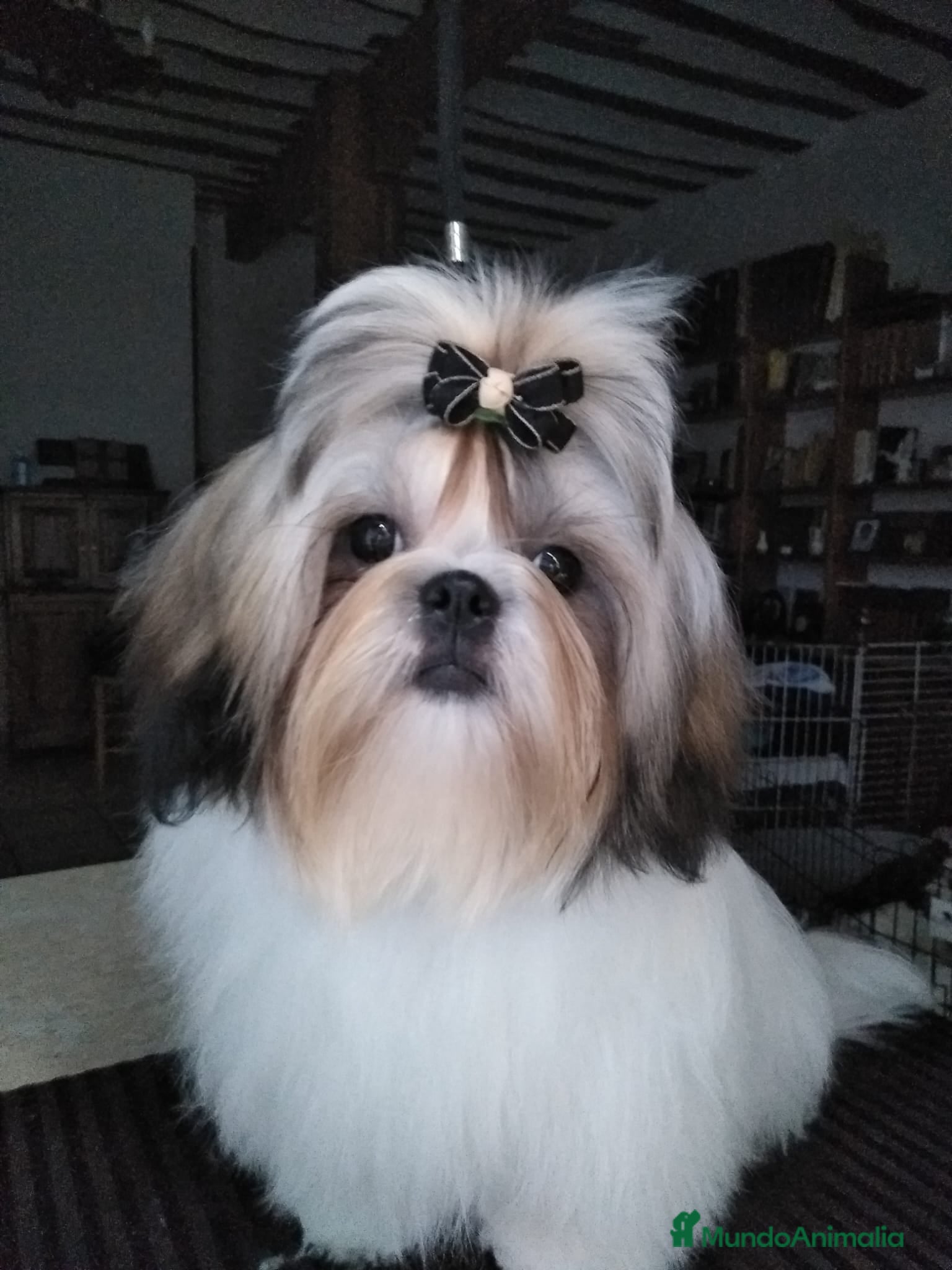 Shih Tzu perros en venta: Shih tzu - Anuncio 6