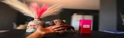 Teckel Miniatura perros en venta: TECKEL MINIATURA - Anuncio 1