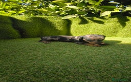 Teckel Miniatura perros en venta: camada teckel canichen muy pequeños  - Imagen 13