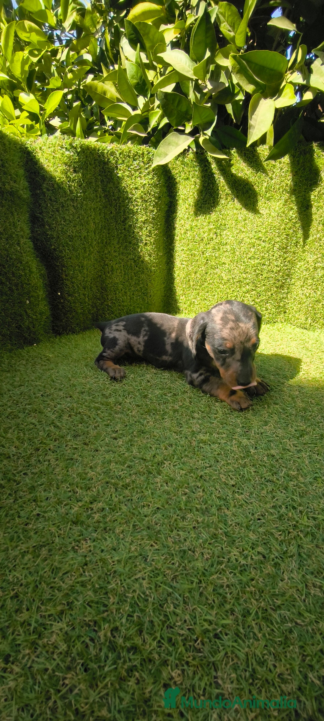 Teckel Miniatura perros en venta: camada teckel canichen muy pequeños  - Imagen 13