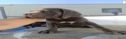 Cane Corso perros en venta: Cachorros de Cane corso - Anuncio 3