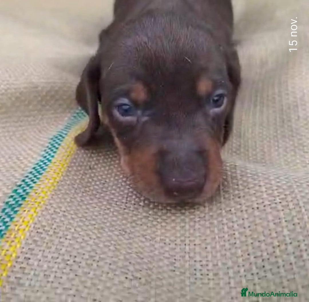 Teckel perros en venta: Teckels Mini Choco - Anuncio 6