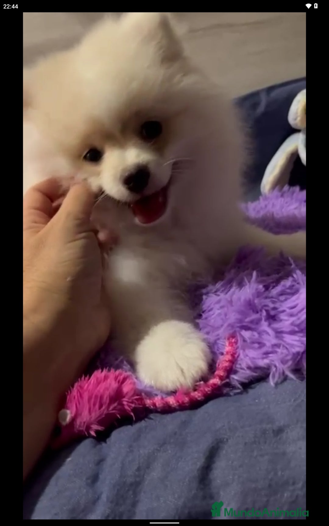 Pomerania perros en adopcion: Adopción pomeranias en Murcia - Imagen 5