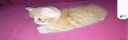Británico de Pelo Corto gatos en venta: OFERTA FIN DE SEMANA. Último british  - Anuncio 4
