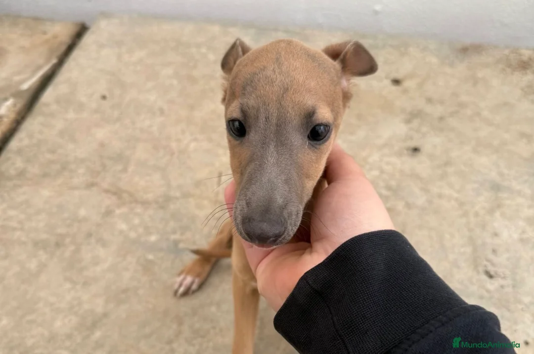 Whippet perros en venta: Whippet macho  - Anuncio 1