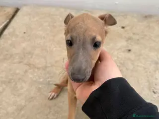 Whippet perros Whippet macho - Anuncio 1