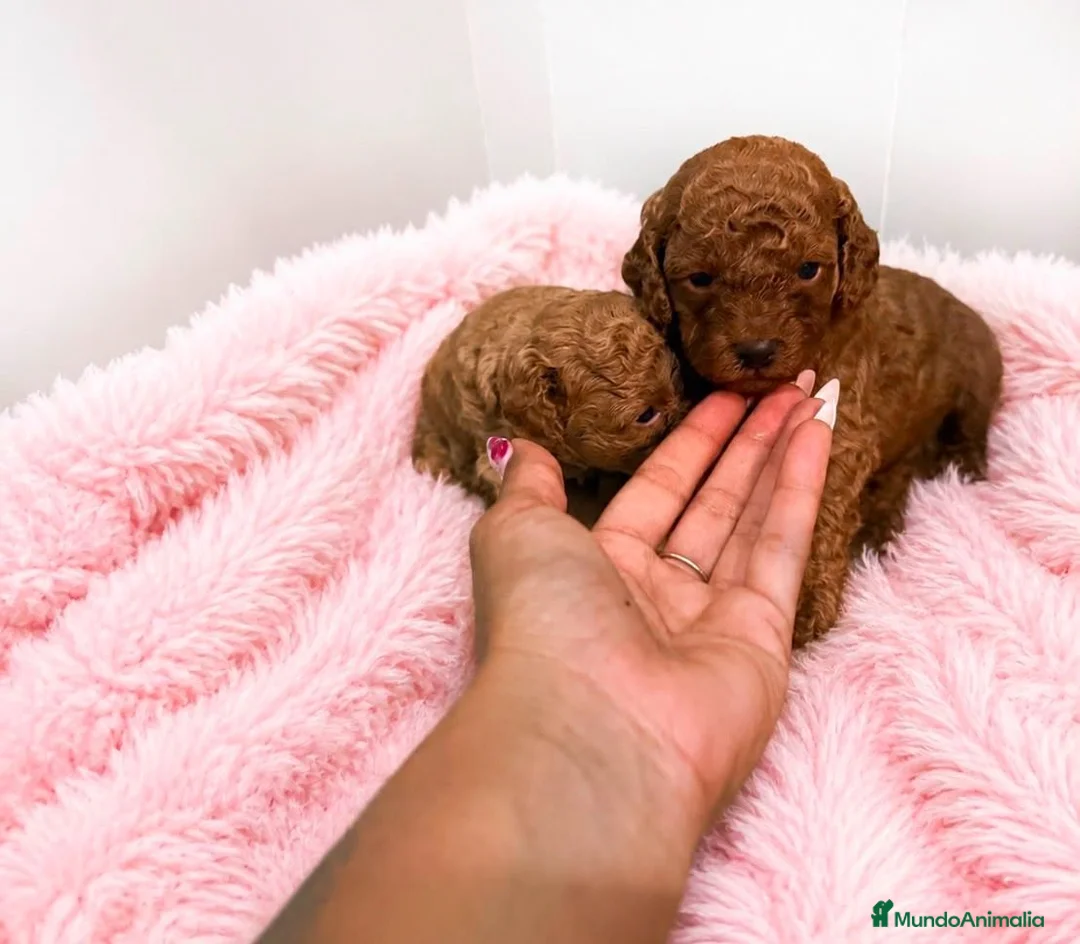 Caniche Toy perros en venta: Caniche TOY Rojo - Anuncio 1