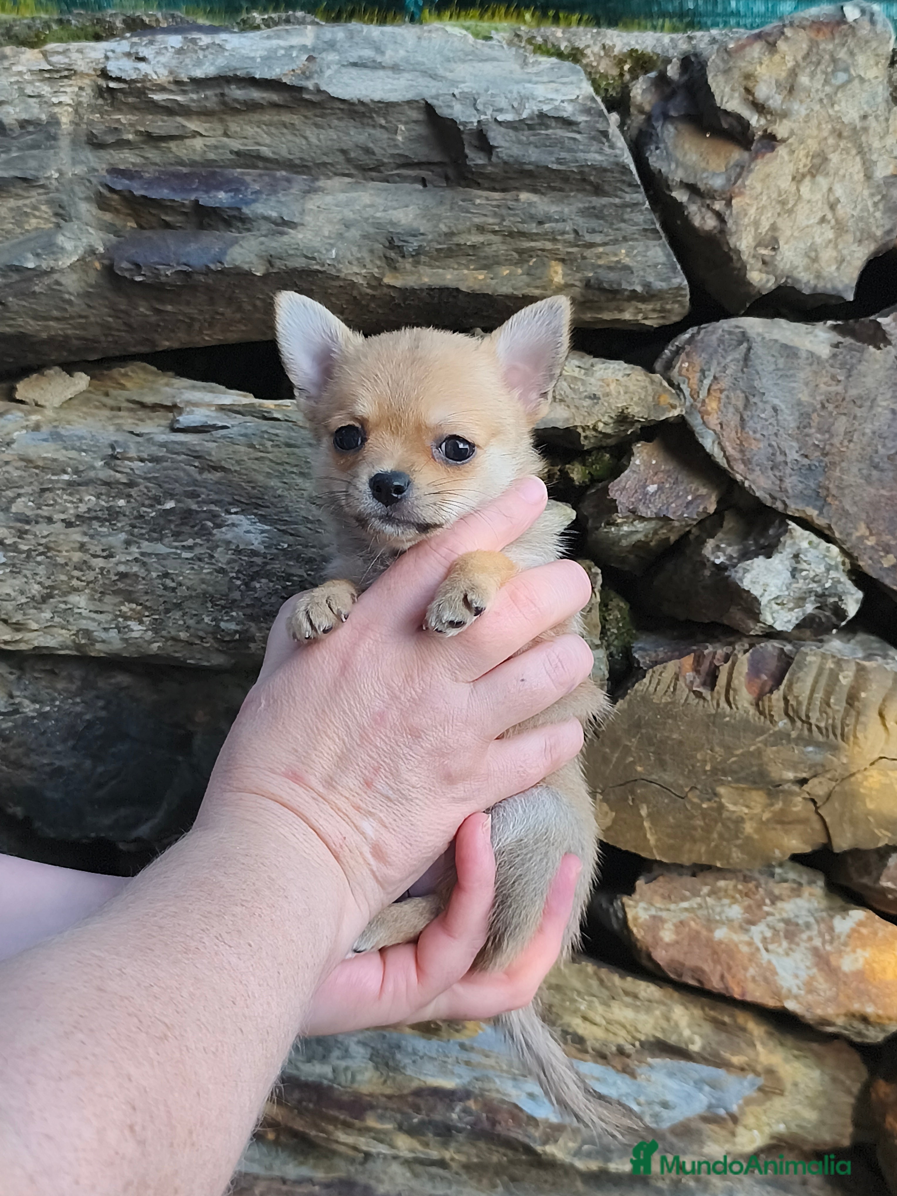 Chihuahua perros Chihuahua toy - Anuncio 2