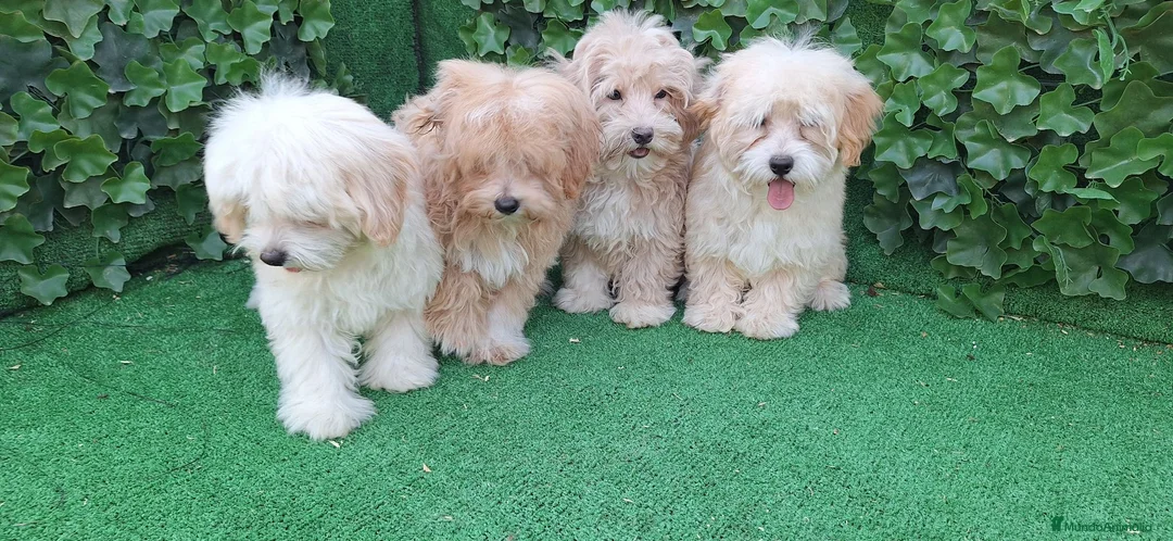 Maltipoo perros en venta: Maltipoo - Anuncio 6