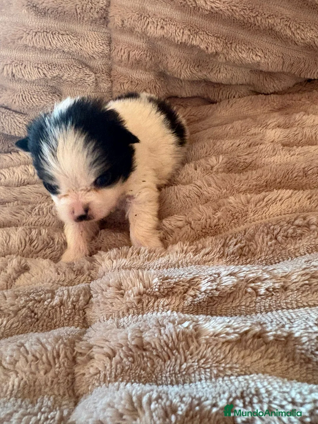 Pomerania perros en venta: Lulu Pomerania macho Party  Pele y Mele son papas  - Anuncio 5