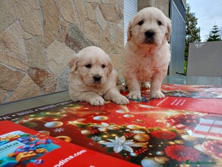 Golden Retriever perros Última Golden Retriever no pierdas la oportunidad - Anuncio 15