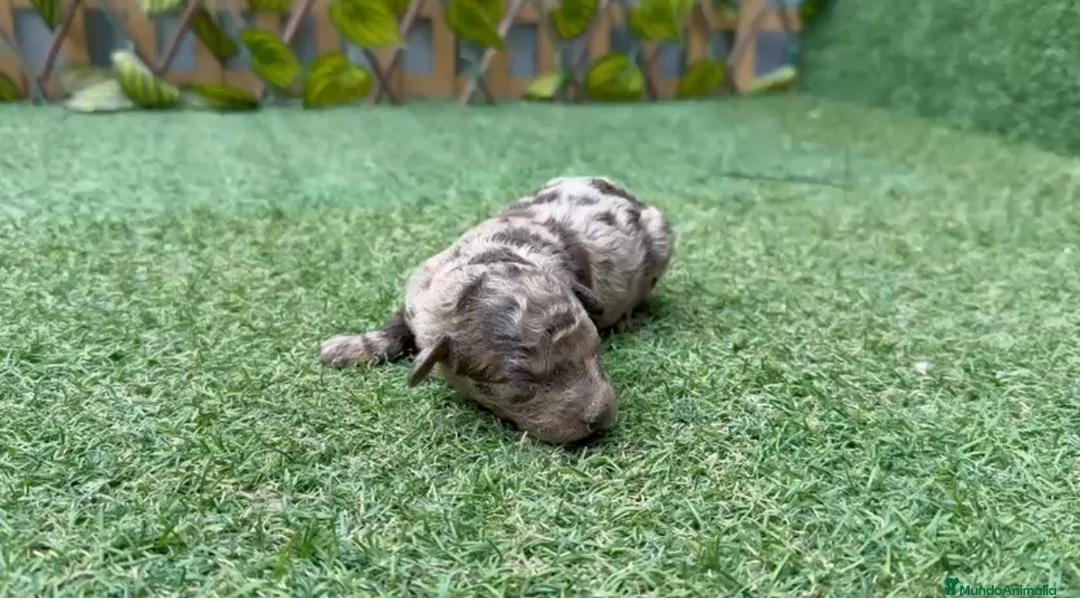 Caniche Toy perros en venta: Caniches toy macho y hembra merle  - Anuncio 1