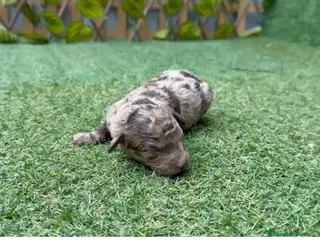 Caniche Toy perros Caniches toy macho y hembra merle - Anuncio 3