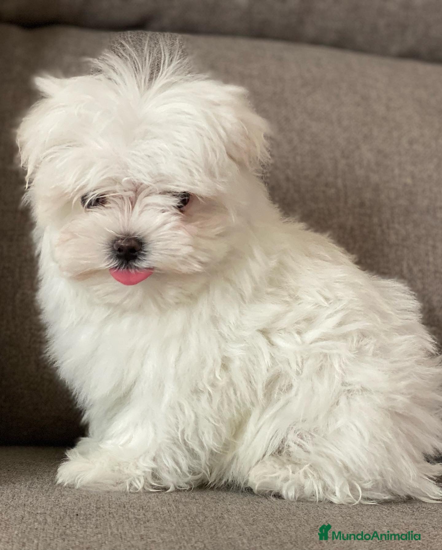 Bichón Maltés perros Bichón Maltes Toy en Madrid - Anuncio 28