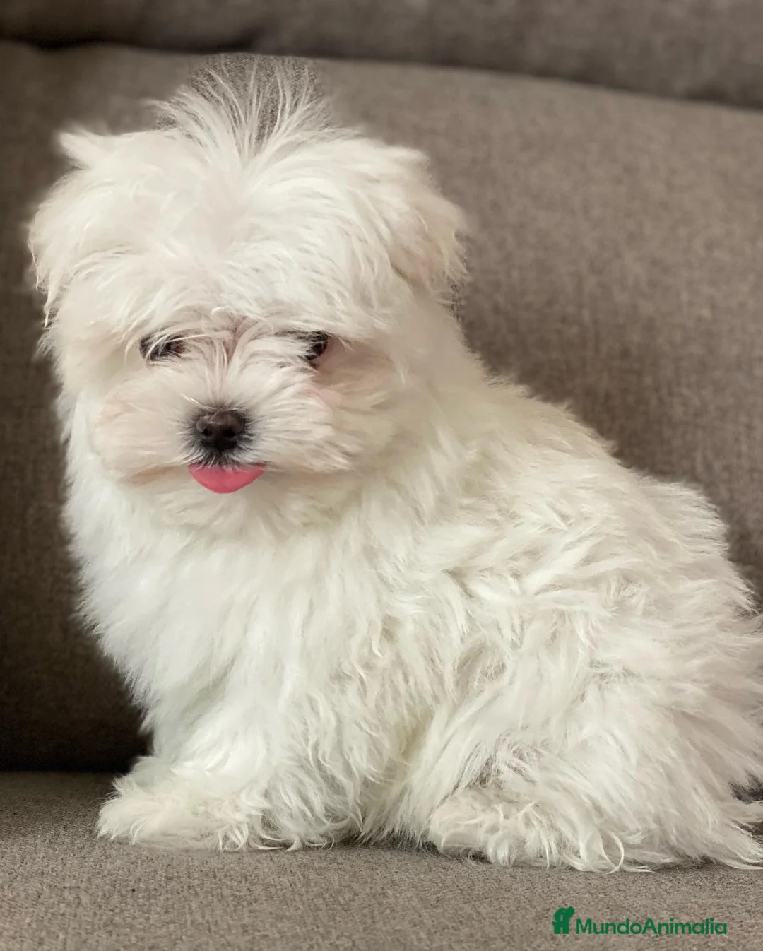 Bichón Maltés perros en venta: Bichón Maltes Toy en Madrid - Anuncio 1