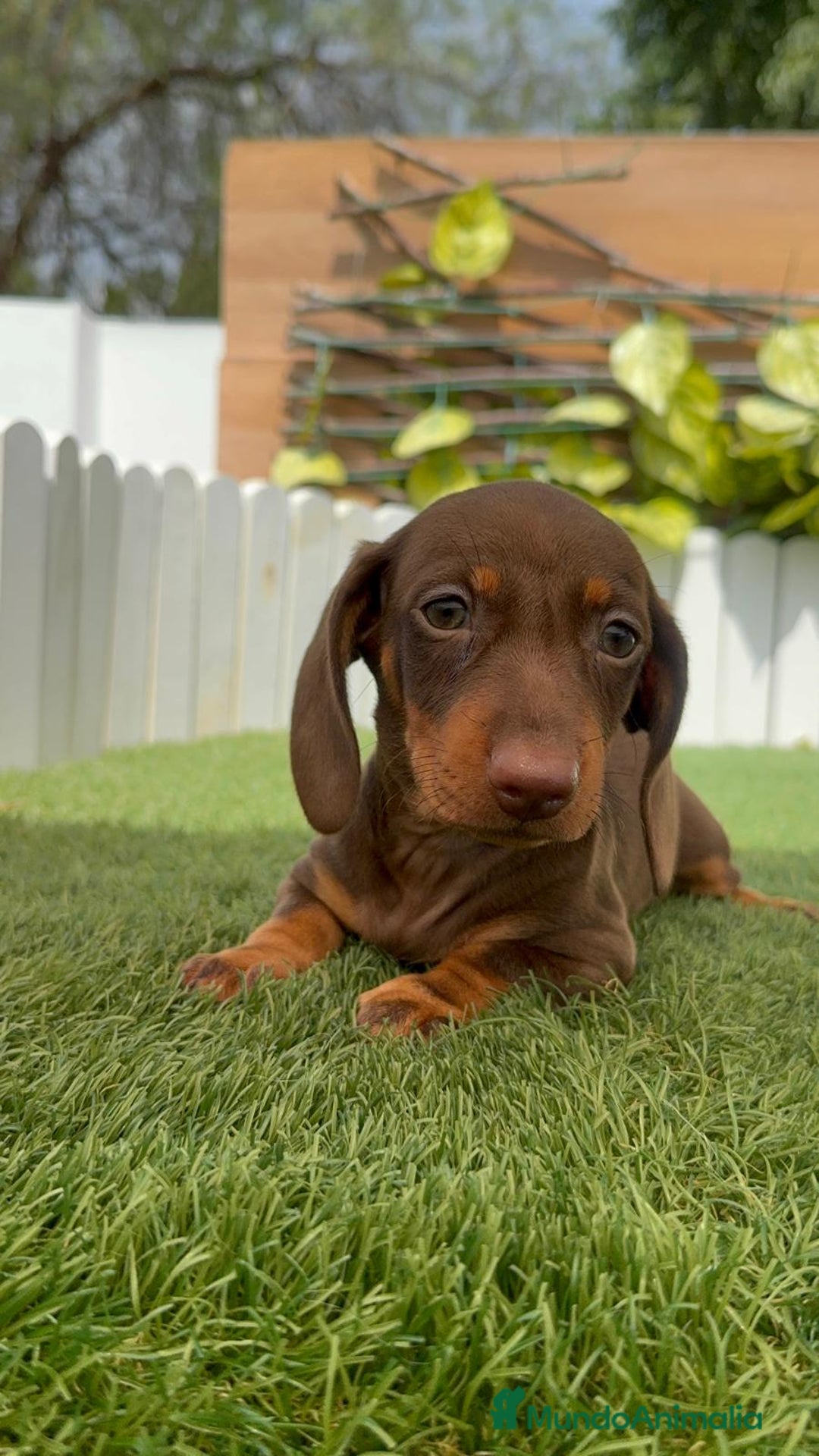 Teckel perros en venta: TECKEL HEMBRA CHOCOLATE MINIATURA  - Imagen 14