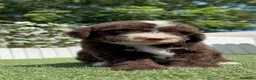 Perro de Agua Español perros en venta: PERRO DE AGUA ESPAÑOL - Anuncio 3