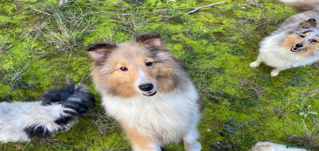 Imagen de galería {{count}}