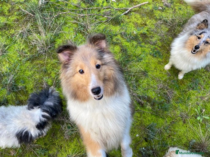 Imagen de galería {{count}}