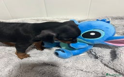 Pinscher Miniatura perros en venta: Pinscher miniatura  - Imagen 5