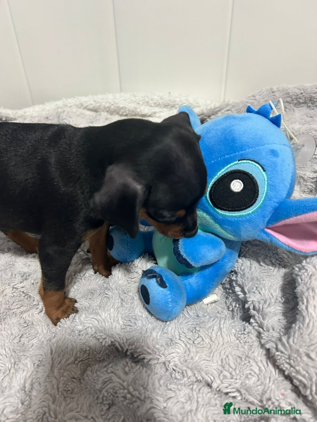 Pinscher Miniatura perros en venta: Pinscher miniatura  - Imagen 5