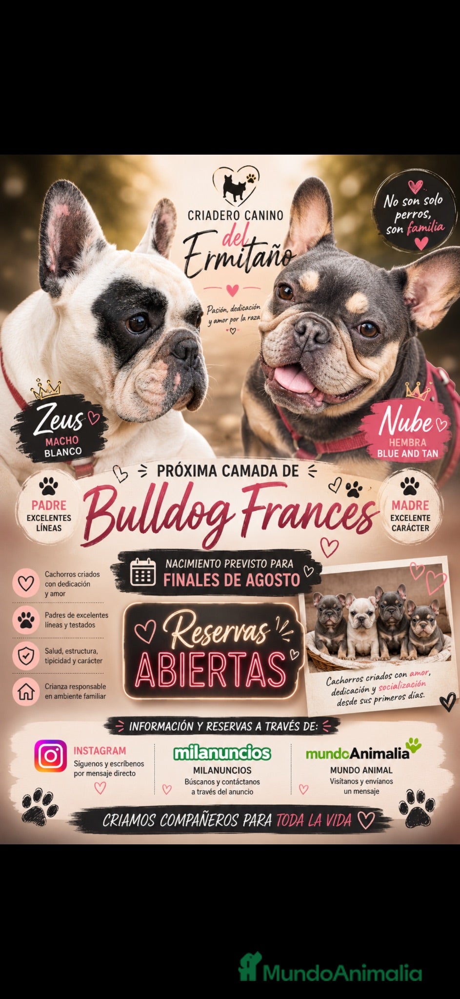 Bulldog Francés perros Buldog francés  - Anuncio 20