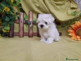Bichón Maltés Cachorro 8
