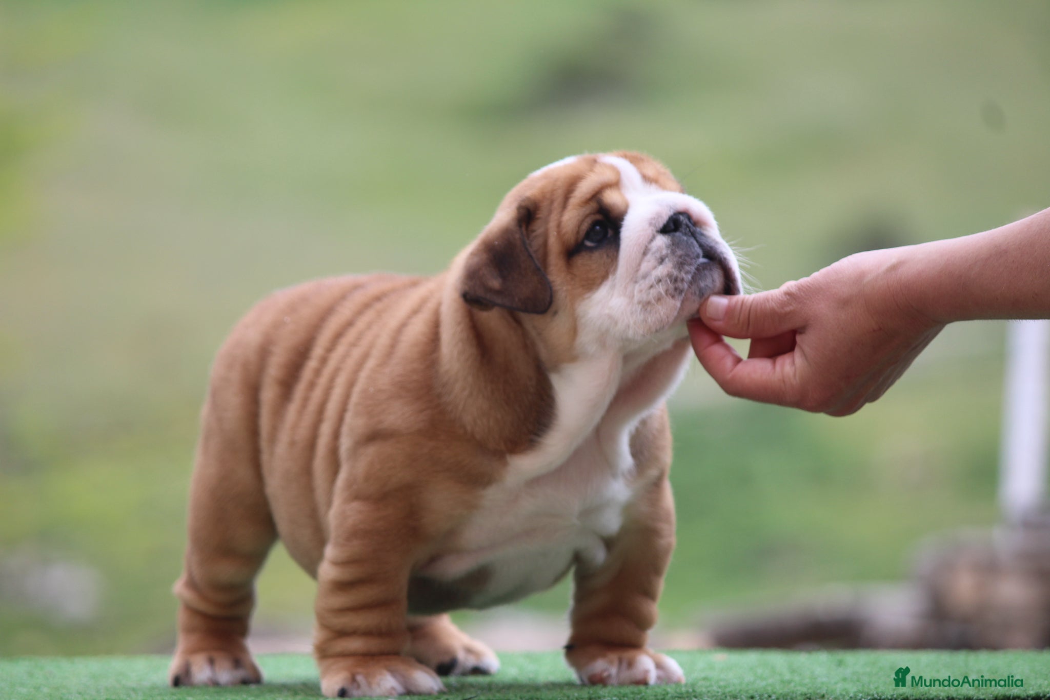Bulldog Inglés perros Bulldog ingles calidad  - Anuncio 1