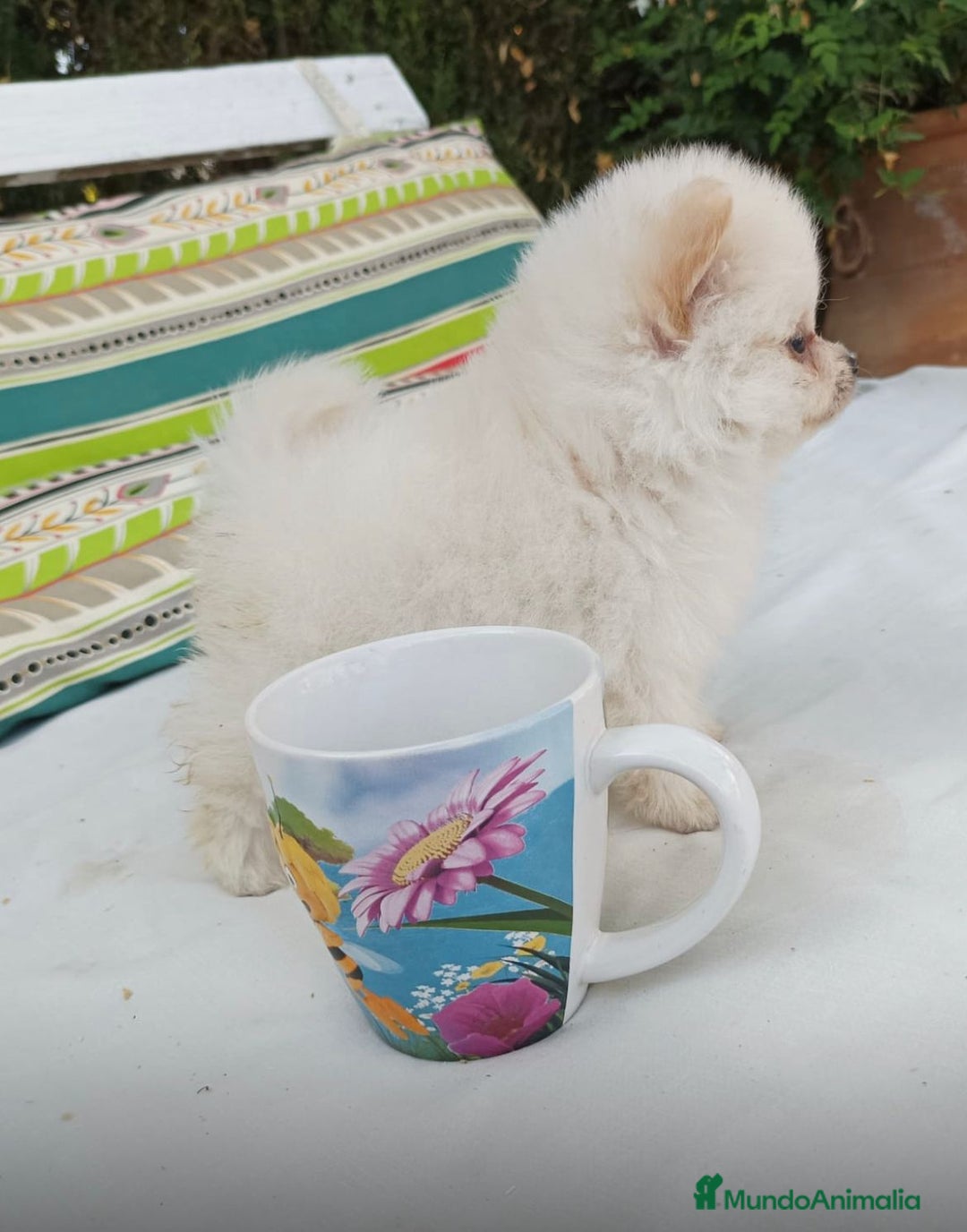 Pomerania perros en venta: Pomerania - Imagen 1