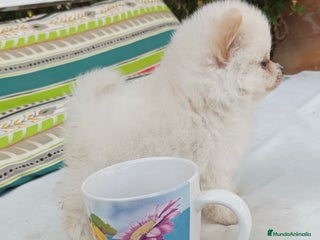 Pomerania perros - Anuncio 39
