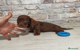 Teckel Miniatura perros en venta: Teckel mini chocolate  - Imagen 2
