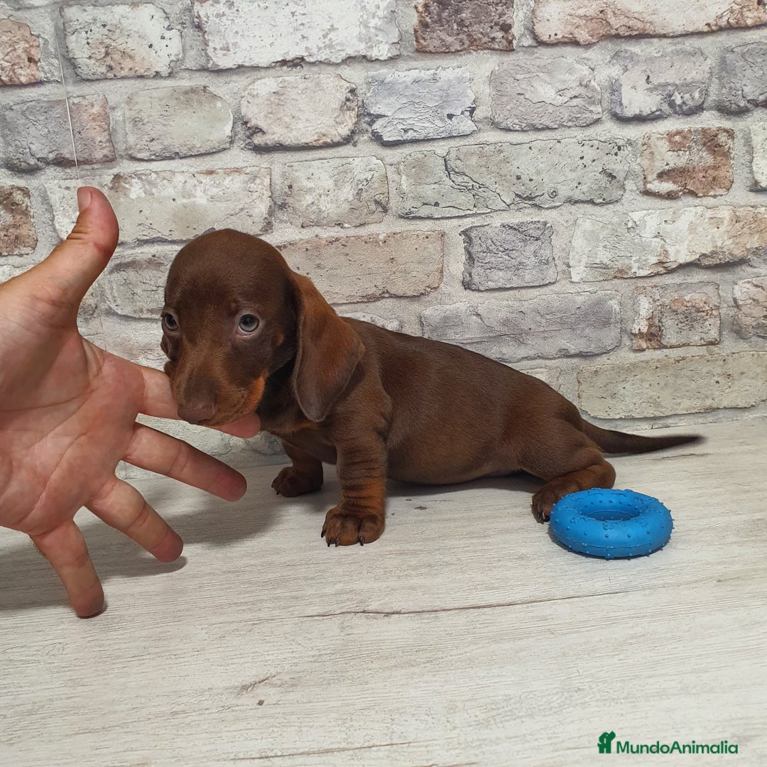 Teckel Miniatura perros en venta: Teckel mini chocolate  - Imagen 2