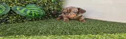 Teckel perros en venta: TECKEL MINI - Anuncio 6
