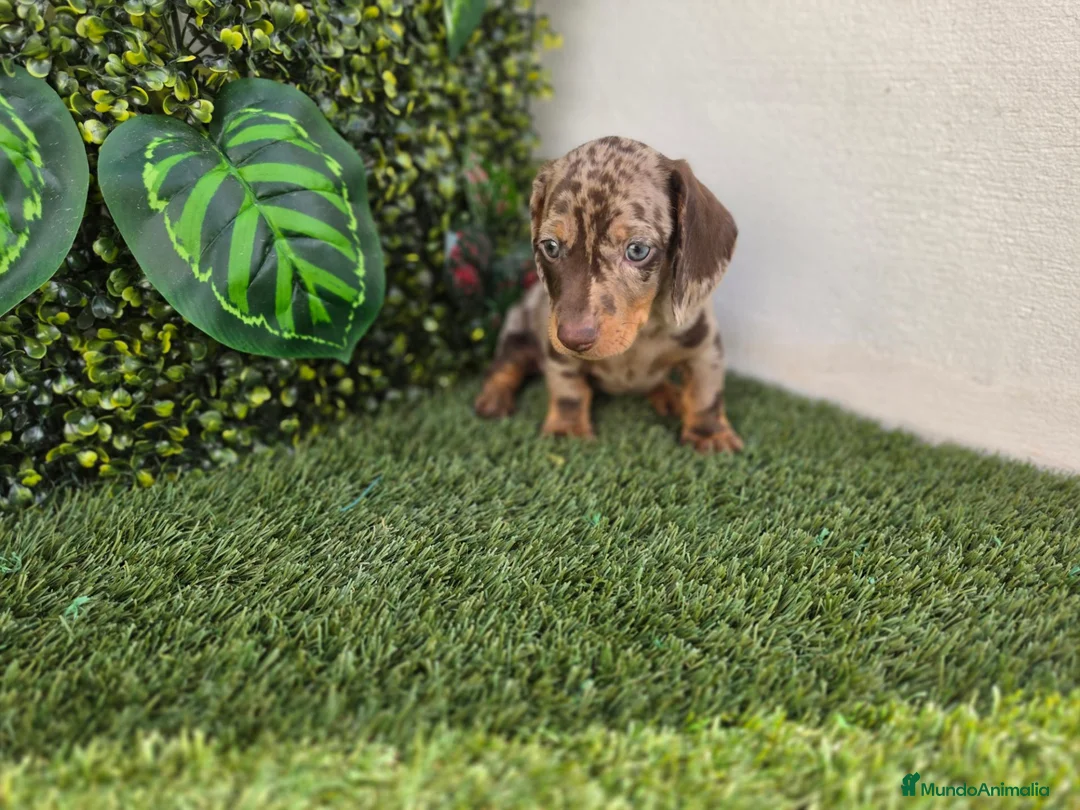 Teckel perros en venta: TECKEL MINI - Anuncio 6