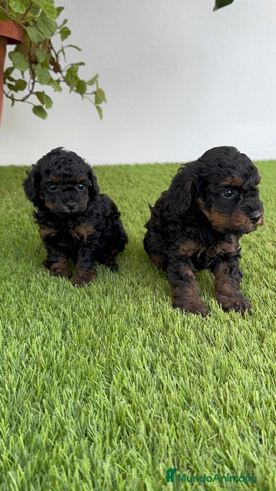 Caniche Toy perros en venta: CANICHE TOY HEMBRA - Imagen 21