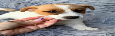 Jack Russell Terrier 3