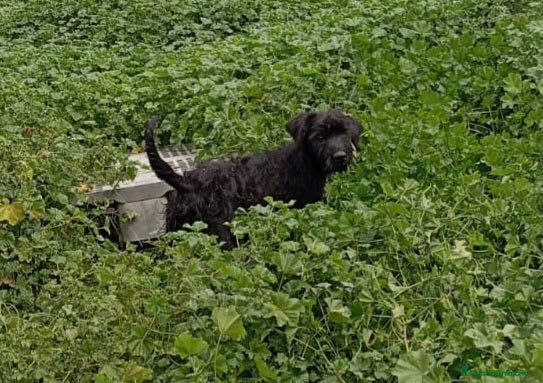 Schnauzer Gigante perros SchnauzerGiganteMachos - Anuncio 2