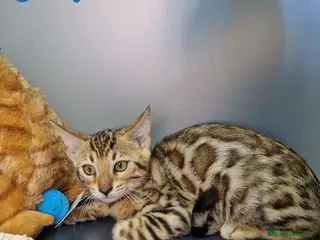Bengalí gatos Bengali Hembra 4606 AQUANATURA - Anuncio 17