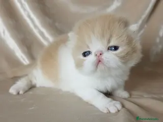 Persa gatos Gatito persa bicolor crema - Anuncio 7