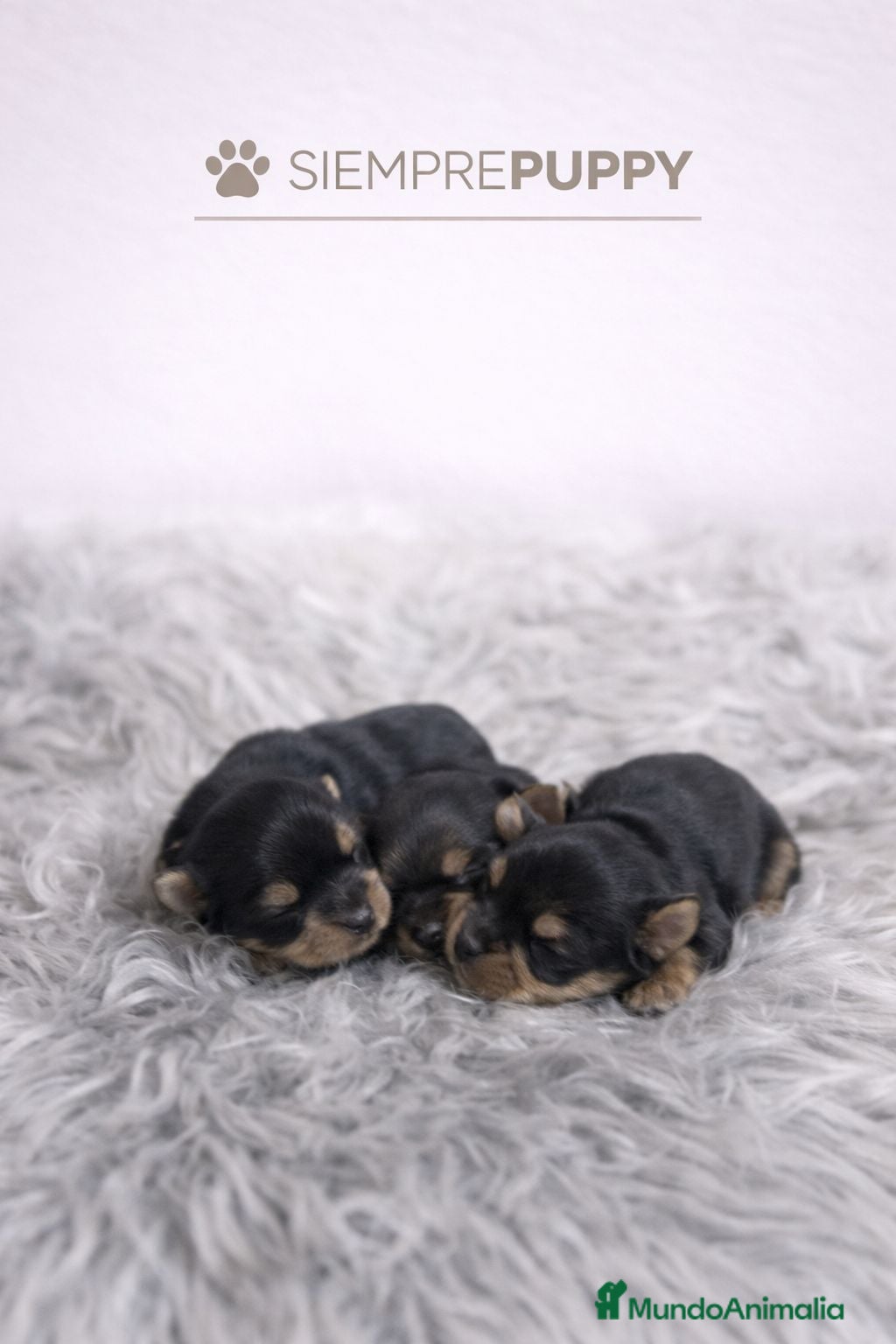 Yorkshire Terrier perros YORKSHIRE MINI TOY - Anuncio 2