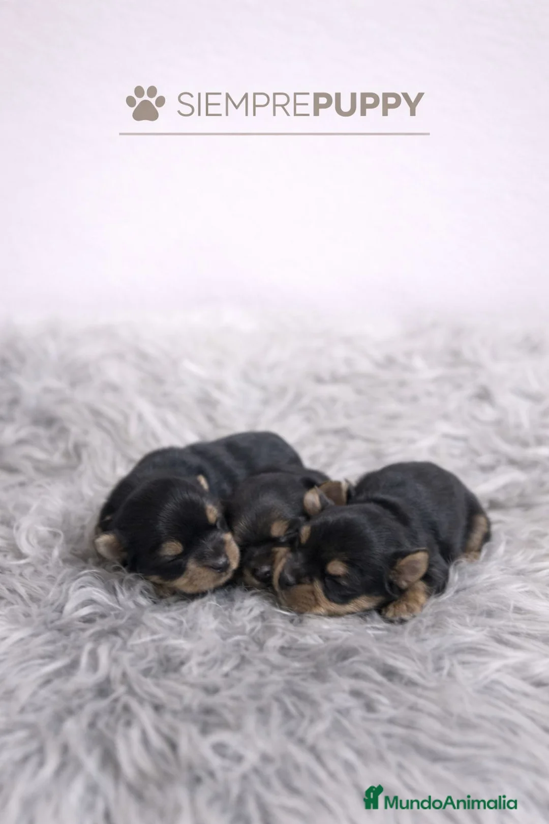 Yorkshire Terrier perros en venta: YORKSHIRE MINI TOY - Anuncio 1