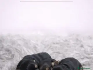 Yorkshire Terrier perros YORKSHIRE MINI TOY - Anuncio 2