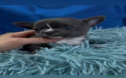 Chihuahua perros en venta: Chihuahua macho azul - Imagen 2