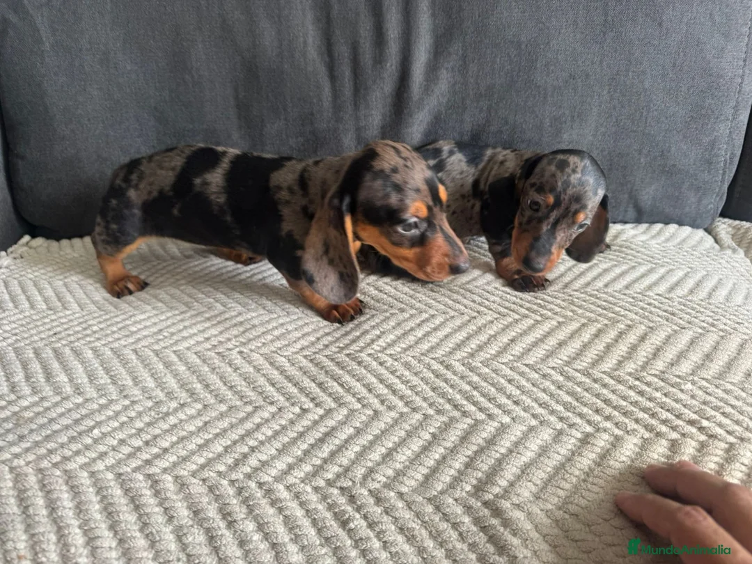 Teckel Miniatura perros en venta: TECKEL CALIDAD SUPREMA !  - Anuncio 2