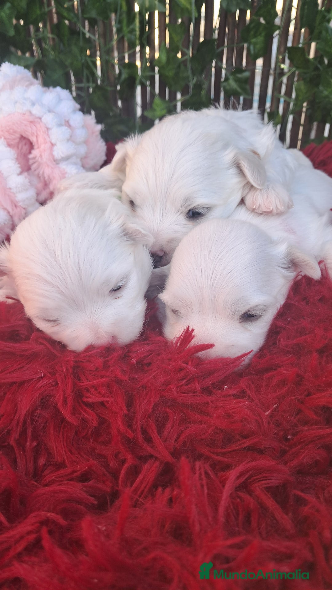 Bichón Maltés perros en venta: Bebés Bichon Maltés  - Anuncio 4