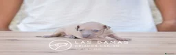Pequeño Lebrel Italiano perros en venta: Galgo lebrel italiano - Anuncio 7