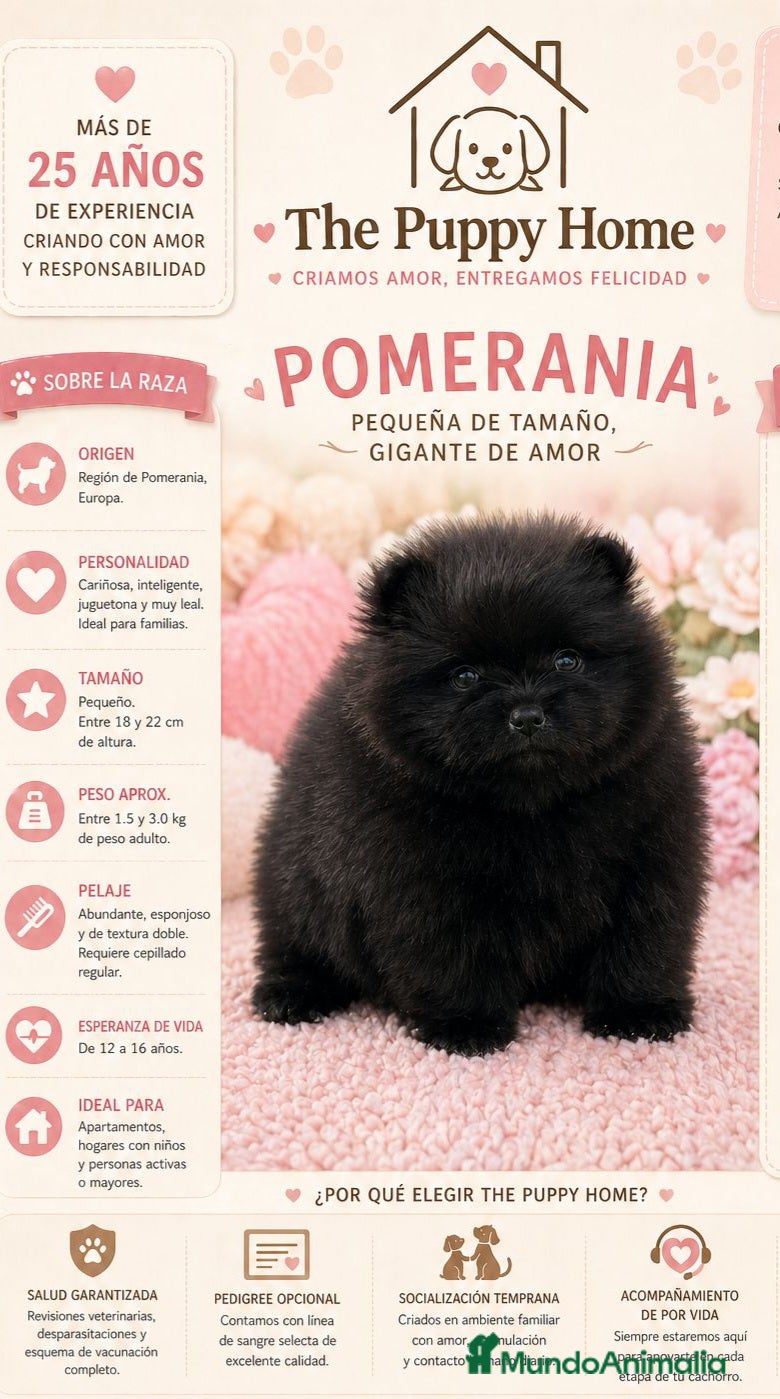 Pomerania perros POMERANIA HEMBRA - Anuncio 2