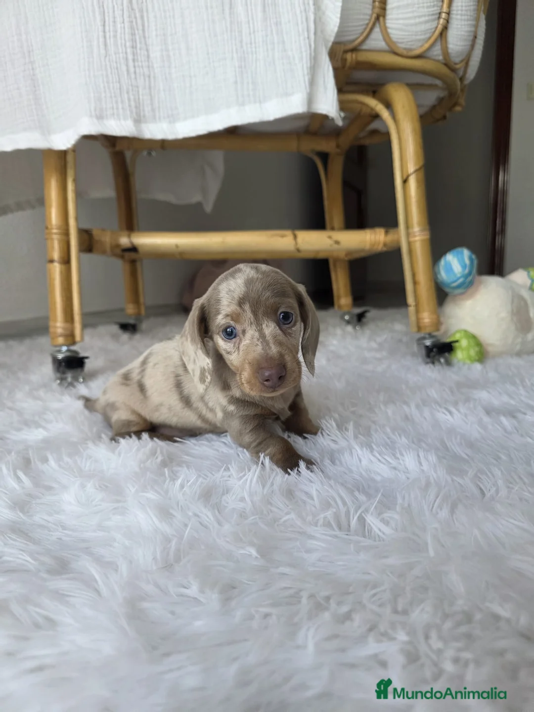 Teckel Miniatura perros en venta: TECKEL KANNINCHEN  - Anuncio 2