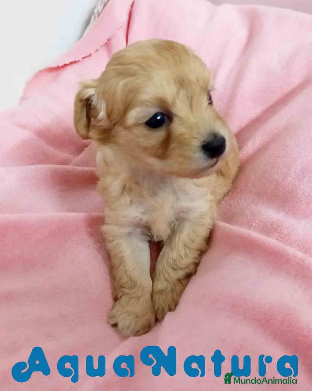 Raza Mixta perros en venta: Havapoo Hembra 3 de Leo y Alejo AQUANATURA - Imagen 5